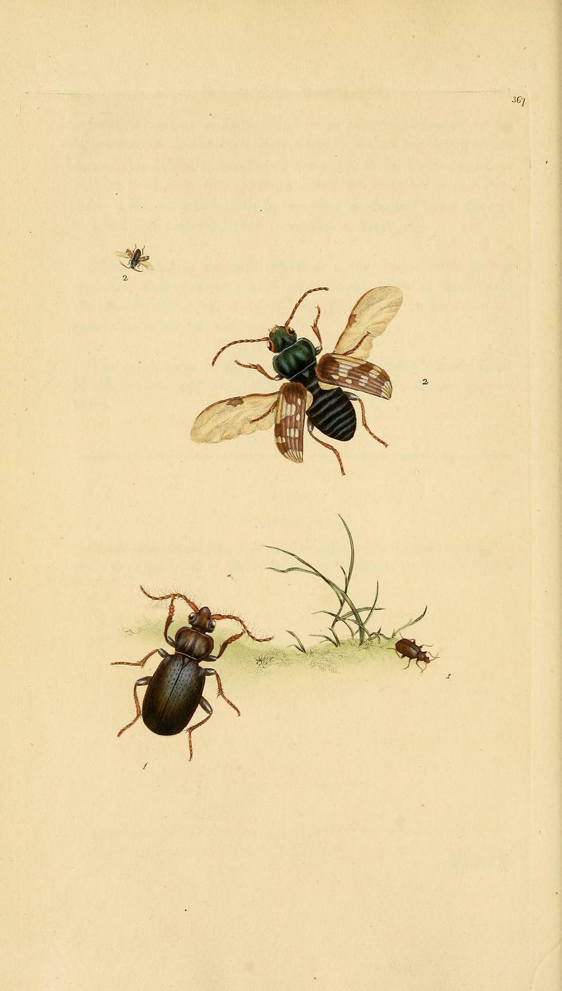 The natural history of British insects (Plate 367) BHL29954098