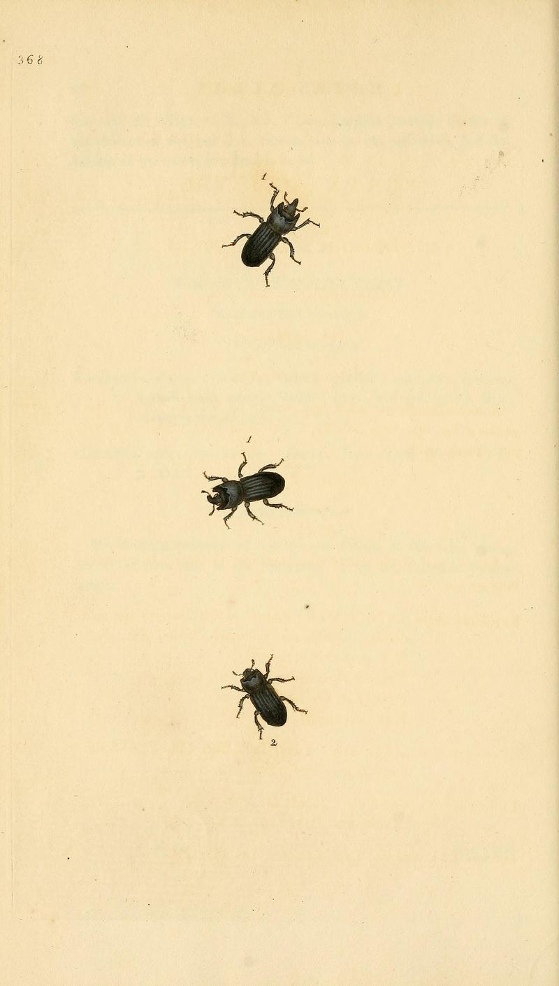 The natural history of British insects (Plate 368) BHL29954102