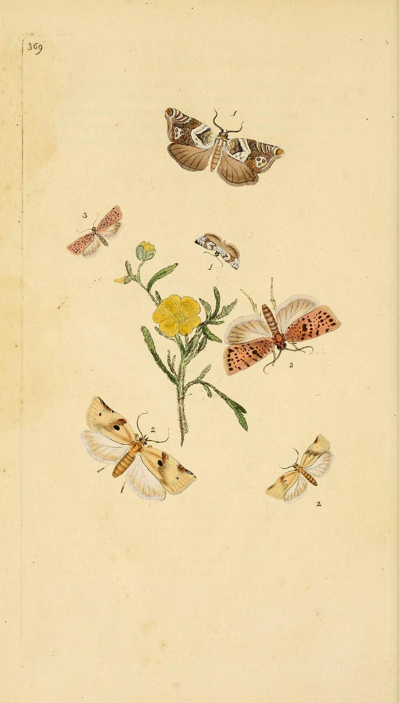 The natural history of British insects (Plate 369) BHL29954106