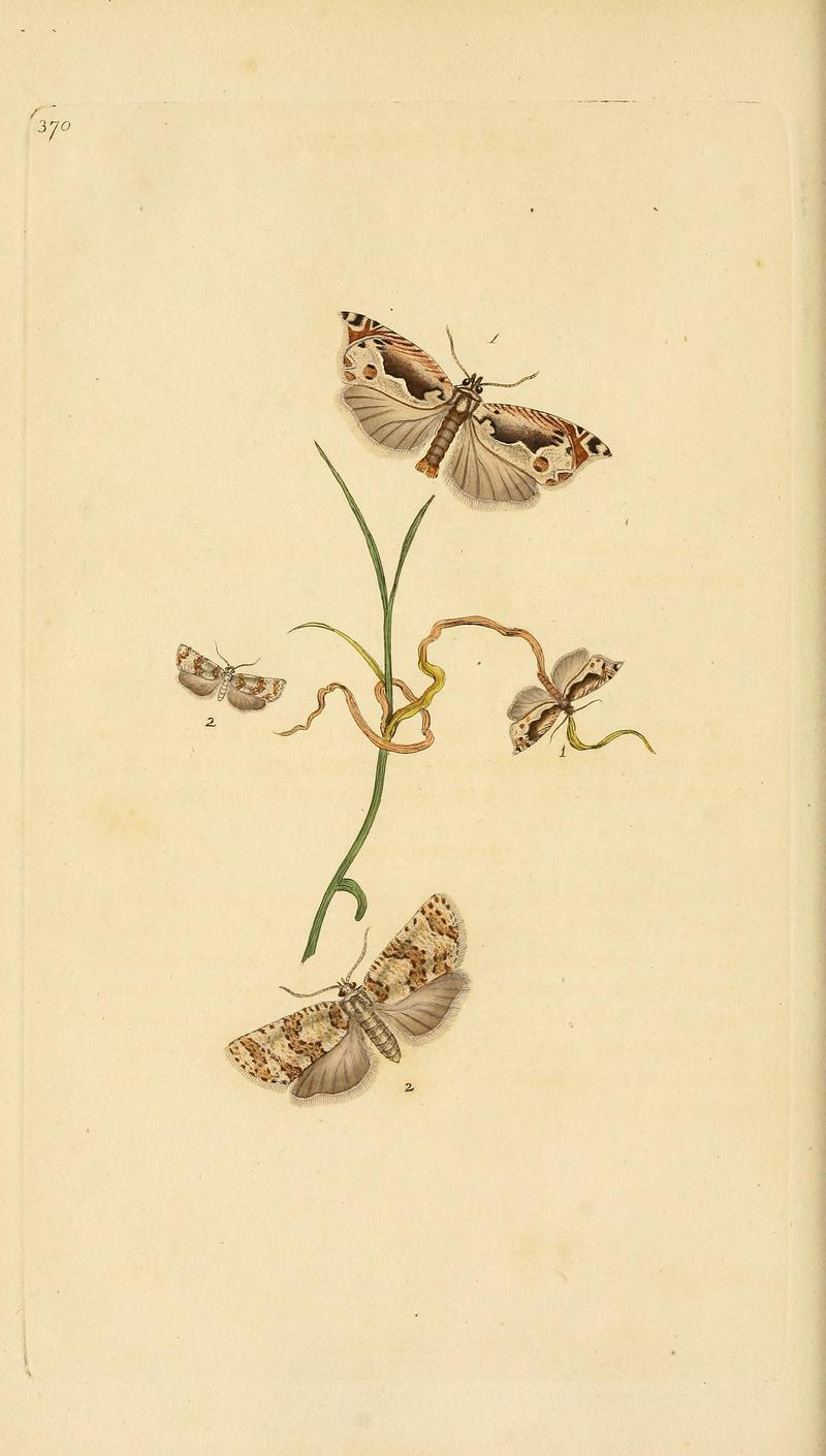 The natural history of British insects (Plate 370) BHL29954112