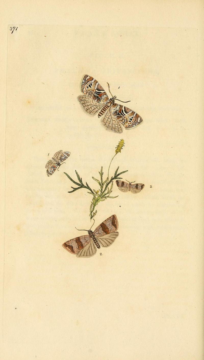 The natural history of British insects (Plate 371) BHL29954116