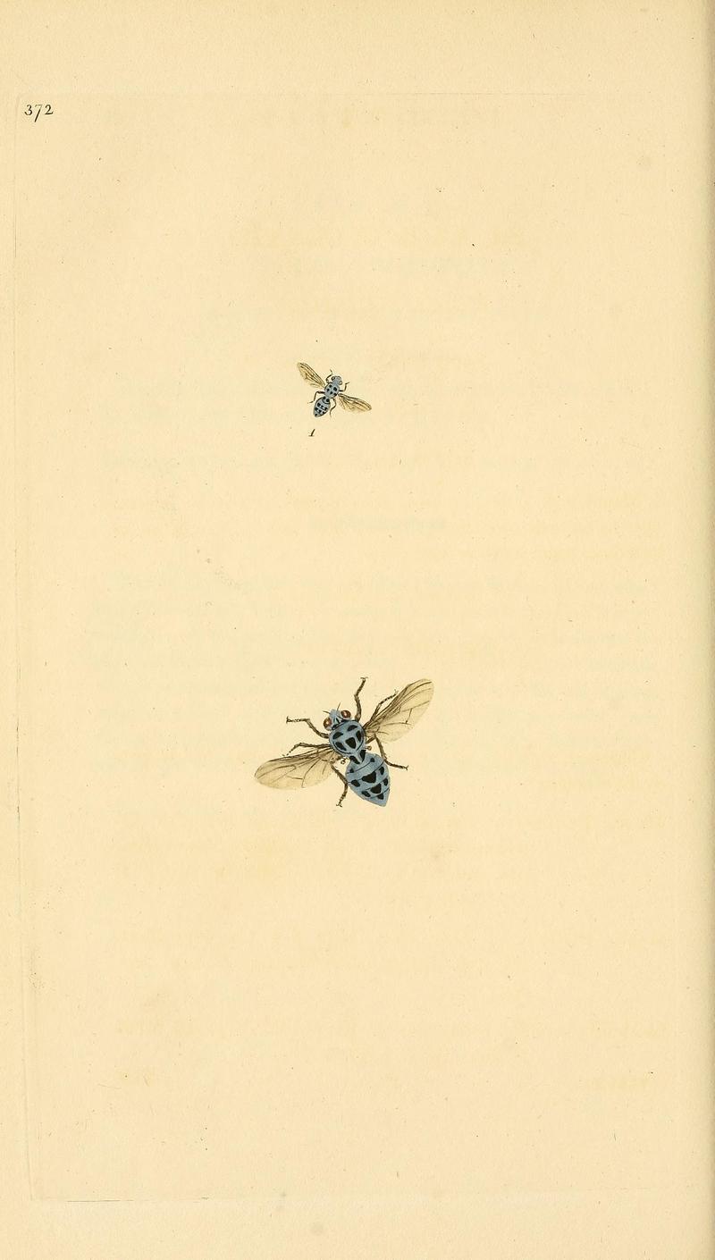 The natural history of British insects (Plate 372) BHL29954120