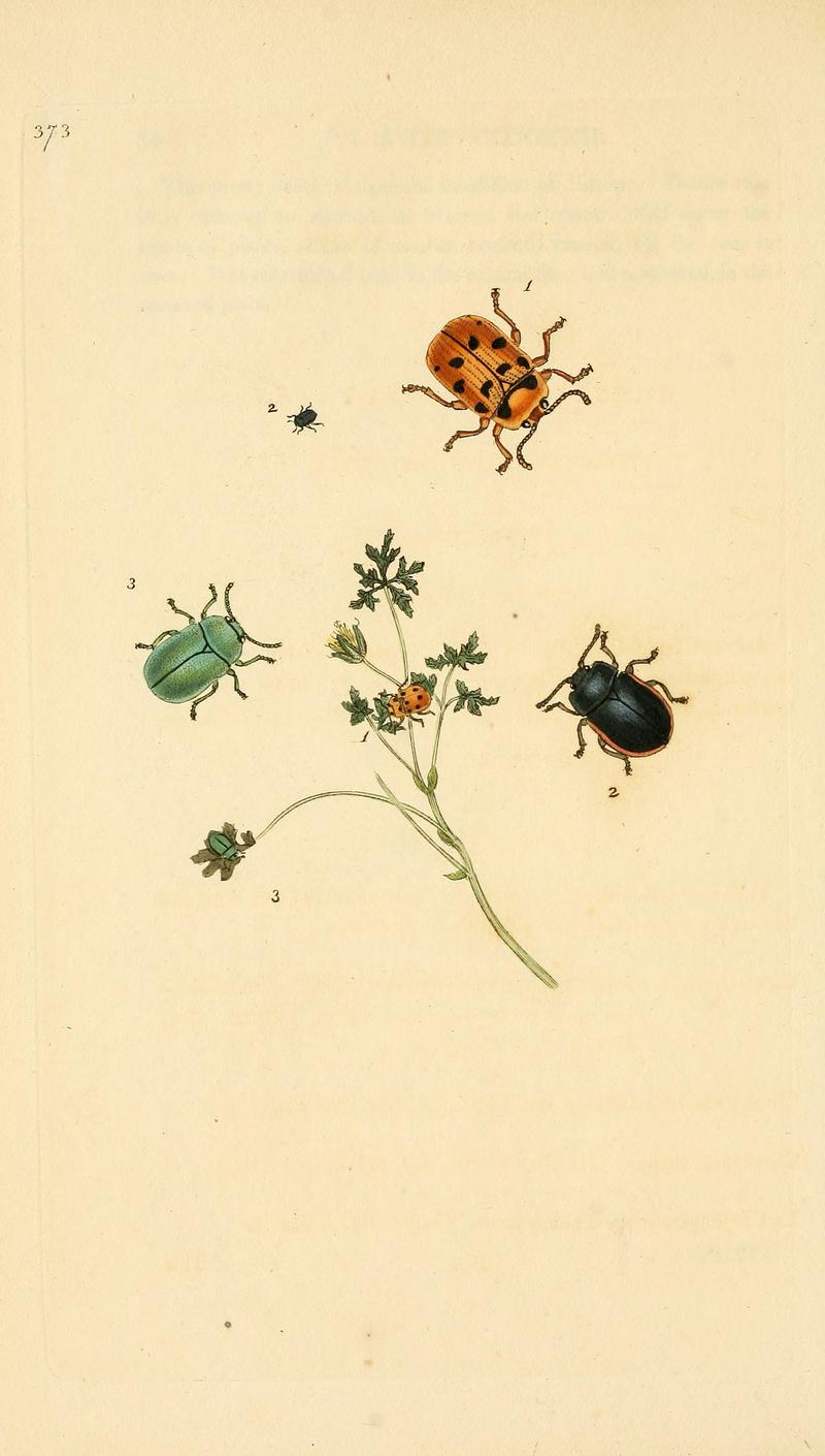The natural history of British insects (Plate 373) BHL29954124