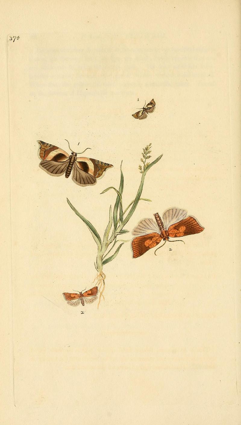 The natural history of British insects (Plate 374) BHL29954168