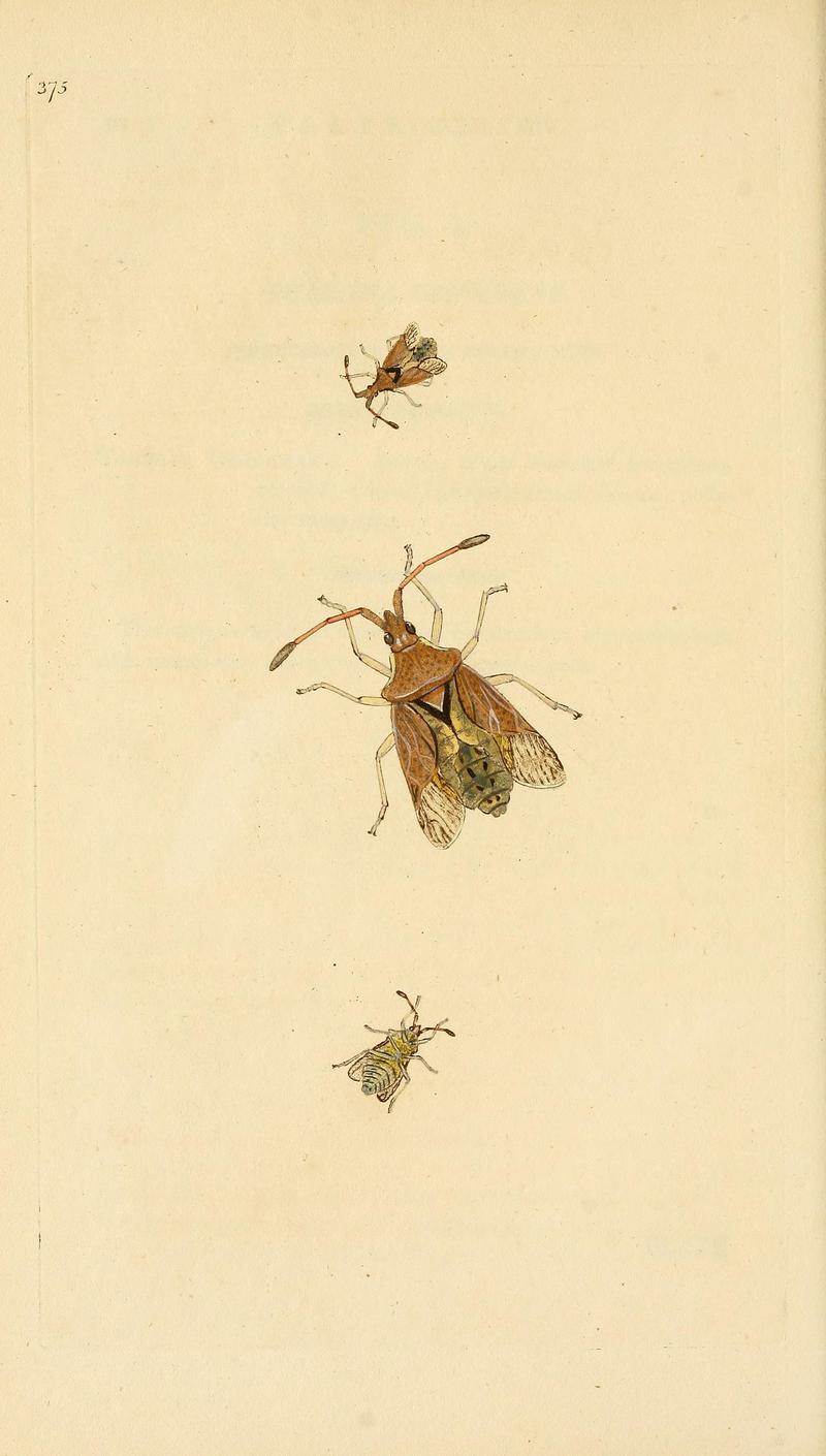 The natural history of British insects (Plate 375) BHL29954172