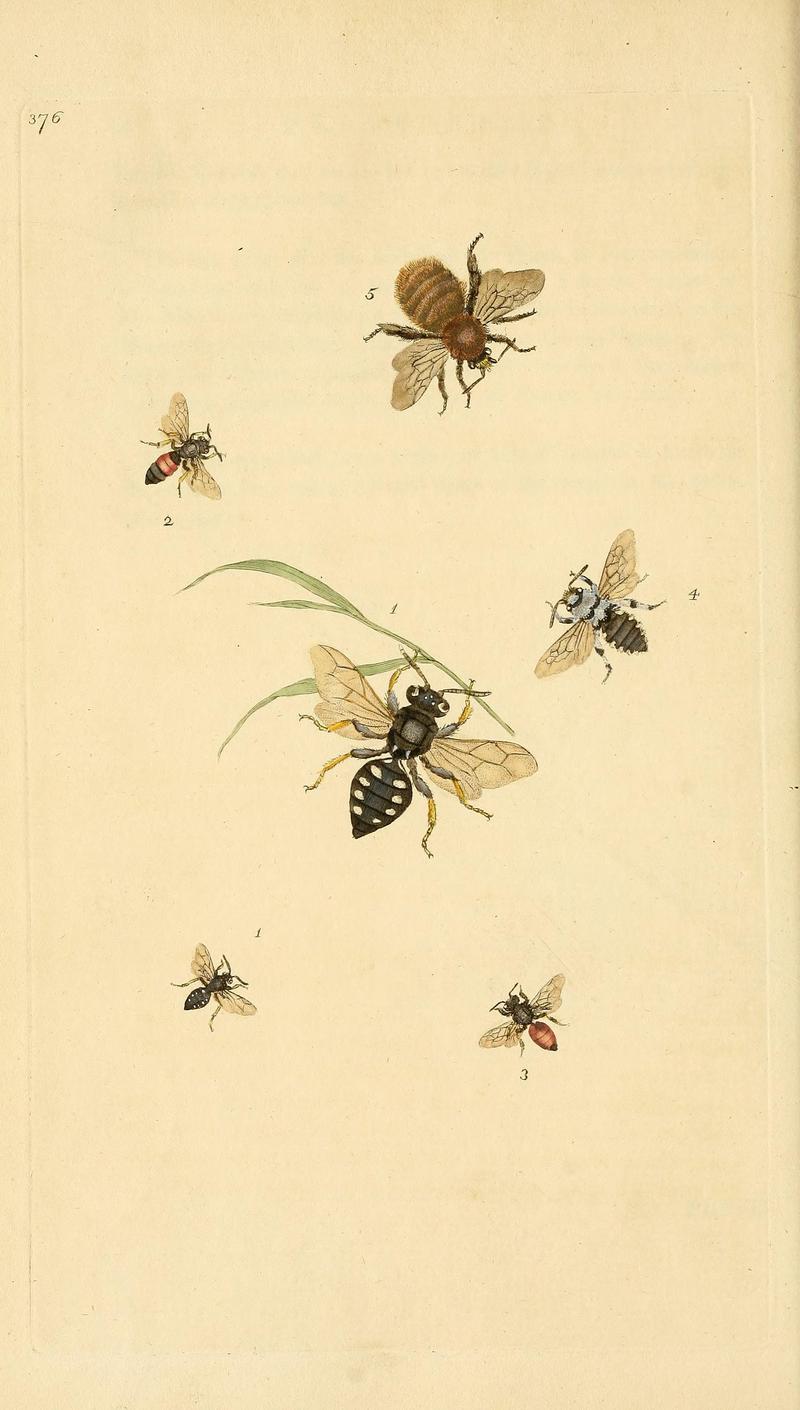 The natural history of British insects (Plate 376) BHL29954176