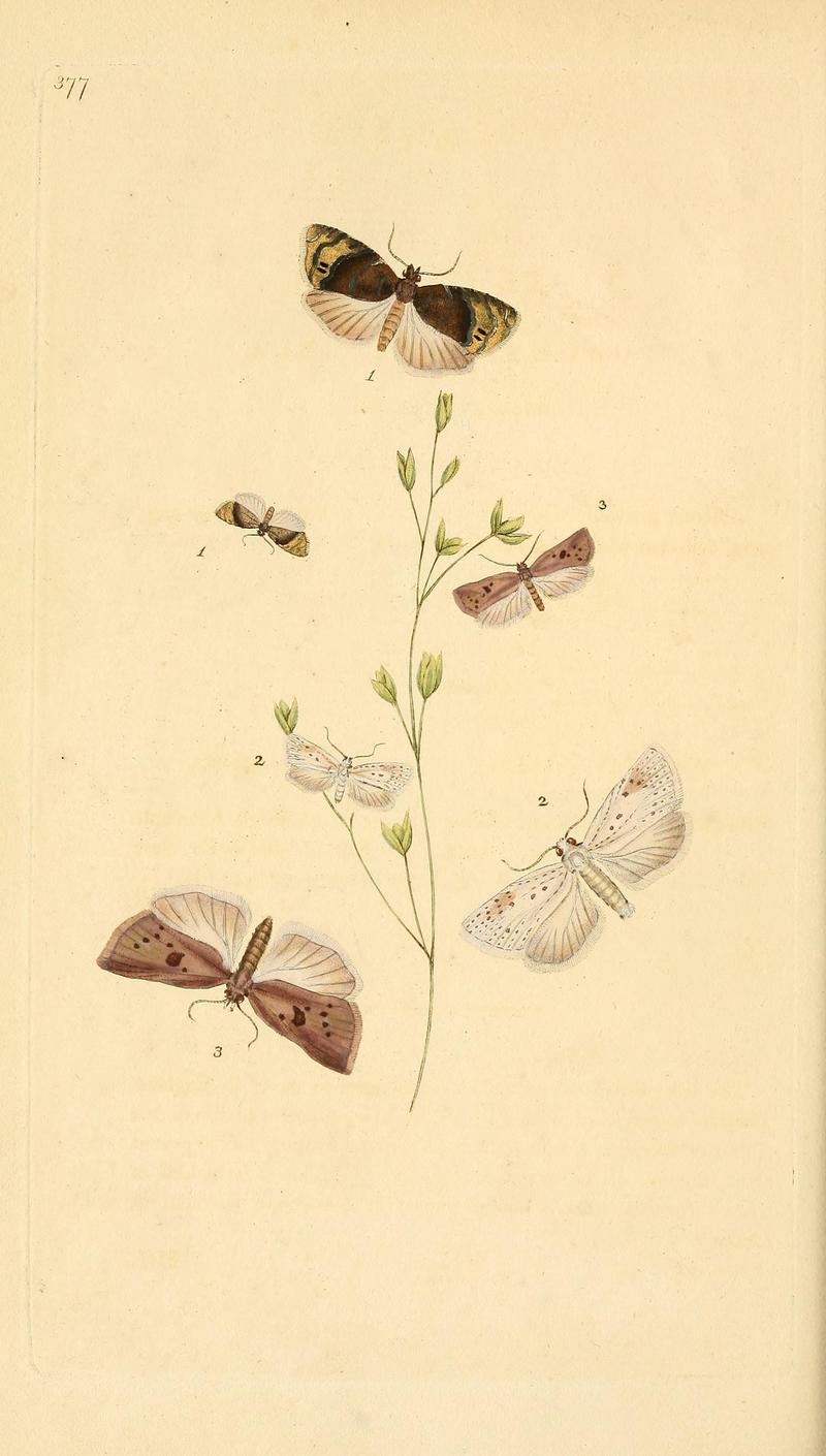 The natural history of British insects (Plate 377) BHL29954184