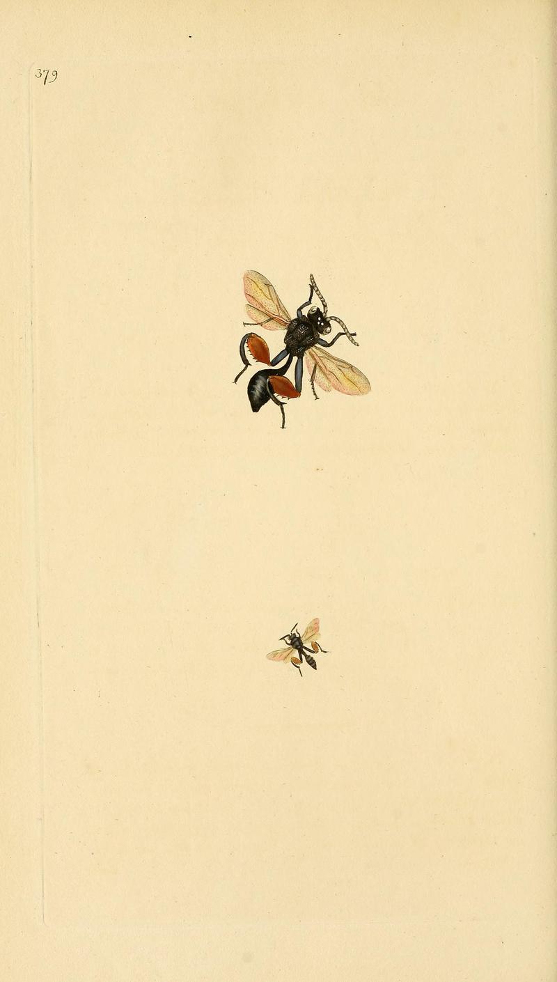 The natural history of British insects (Plate 379) BHL29954196