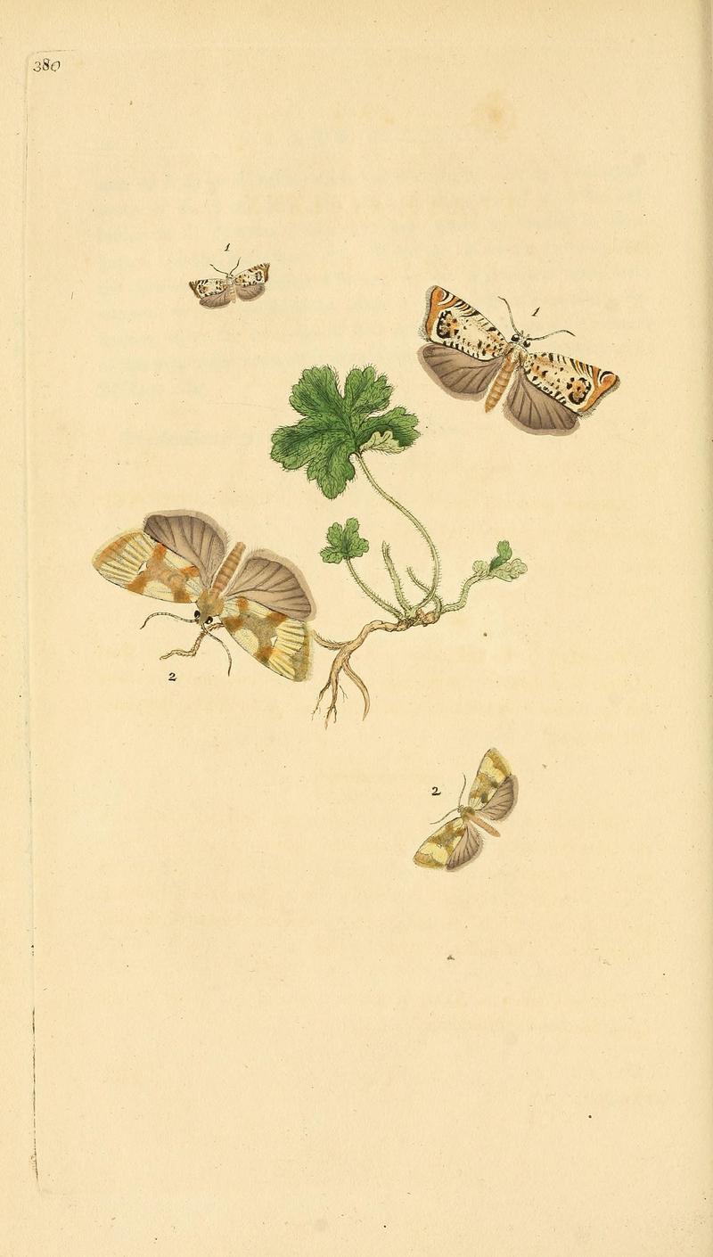 The natural history of British insects (Plate 380) BHL29954200
