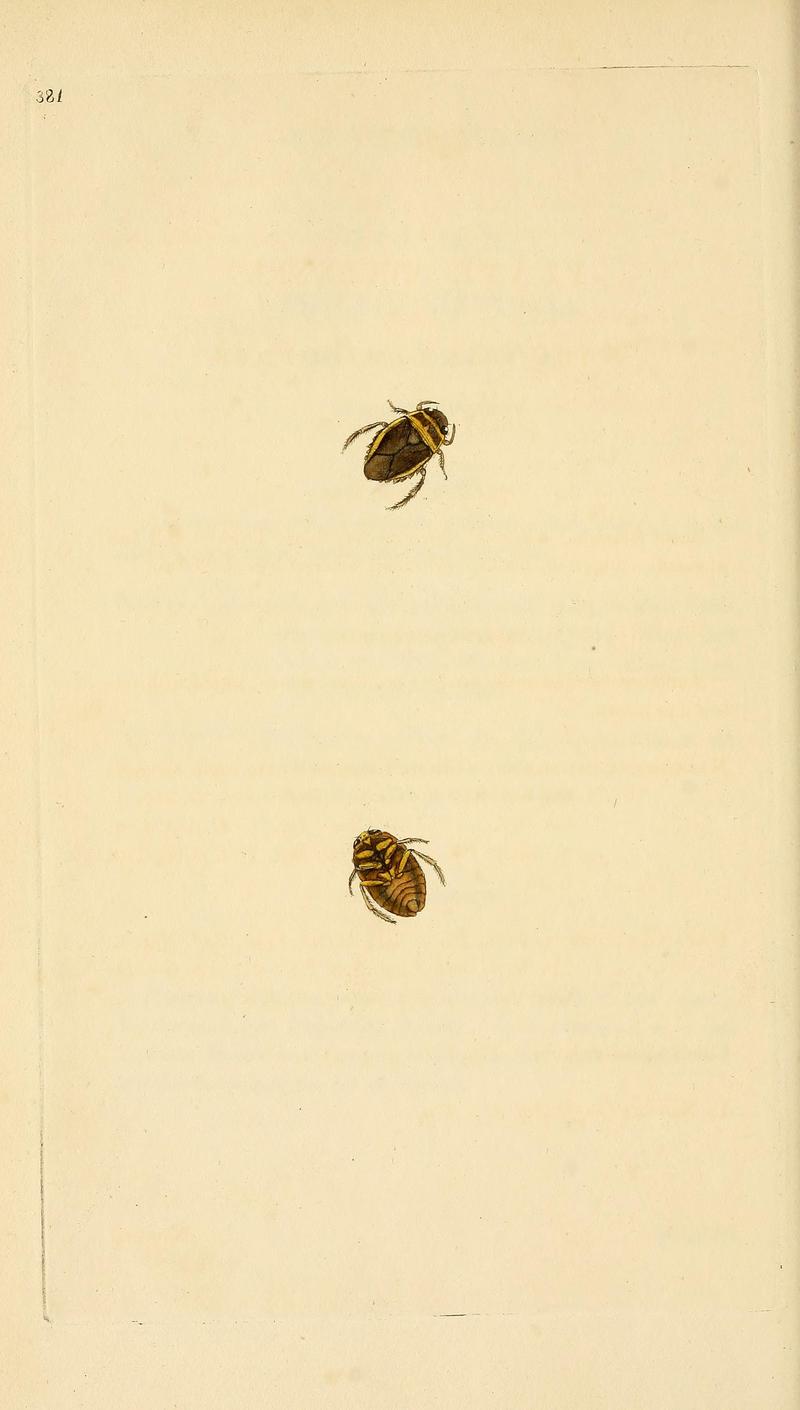 The natural history of British insects (Plate 381) BHL29954204