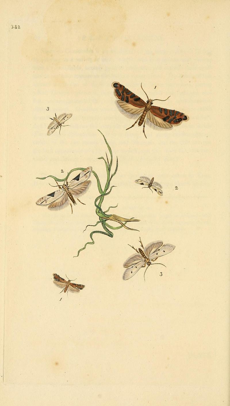 The natural history of British insects (Plate 382) BHL29954208