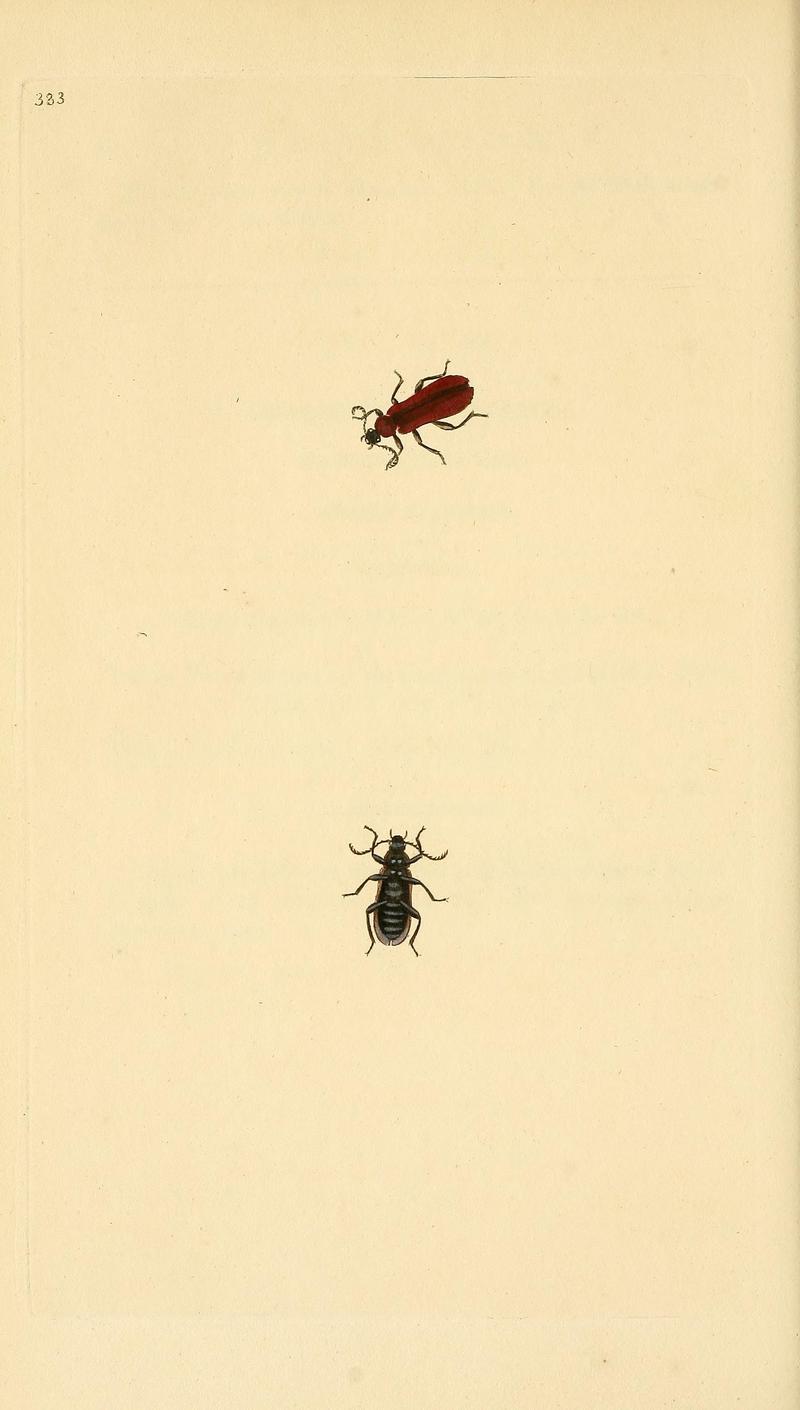 The natural history of British insects (Plate 383) BHL29954212