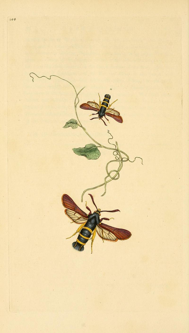 The natural history of British insects (Plate 384) BHL29954216