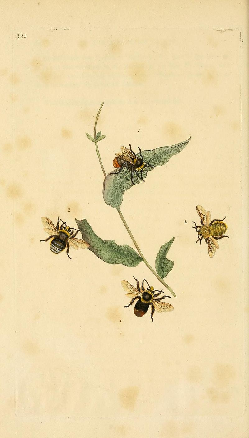 The natural history of British insects (Plate 385) BHL29954220