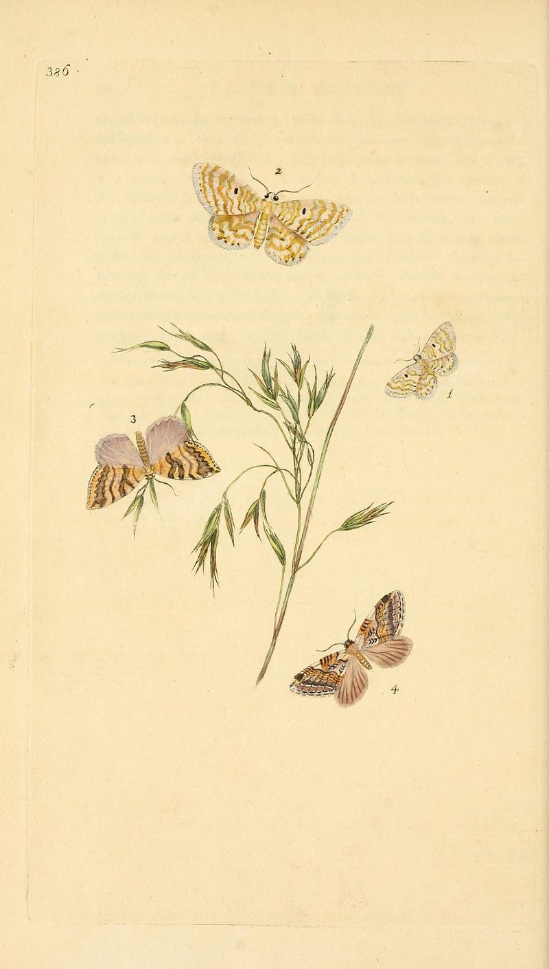 The natural history of British insects (Plate 386) BHL29954226