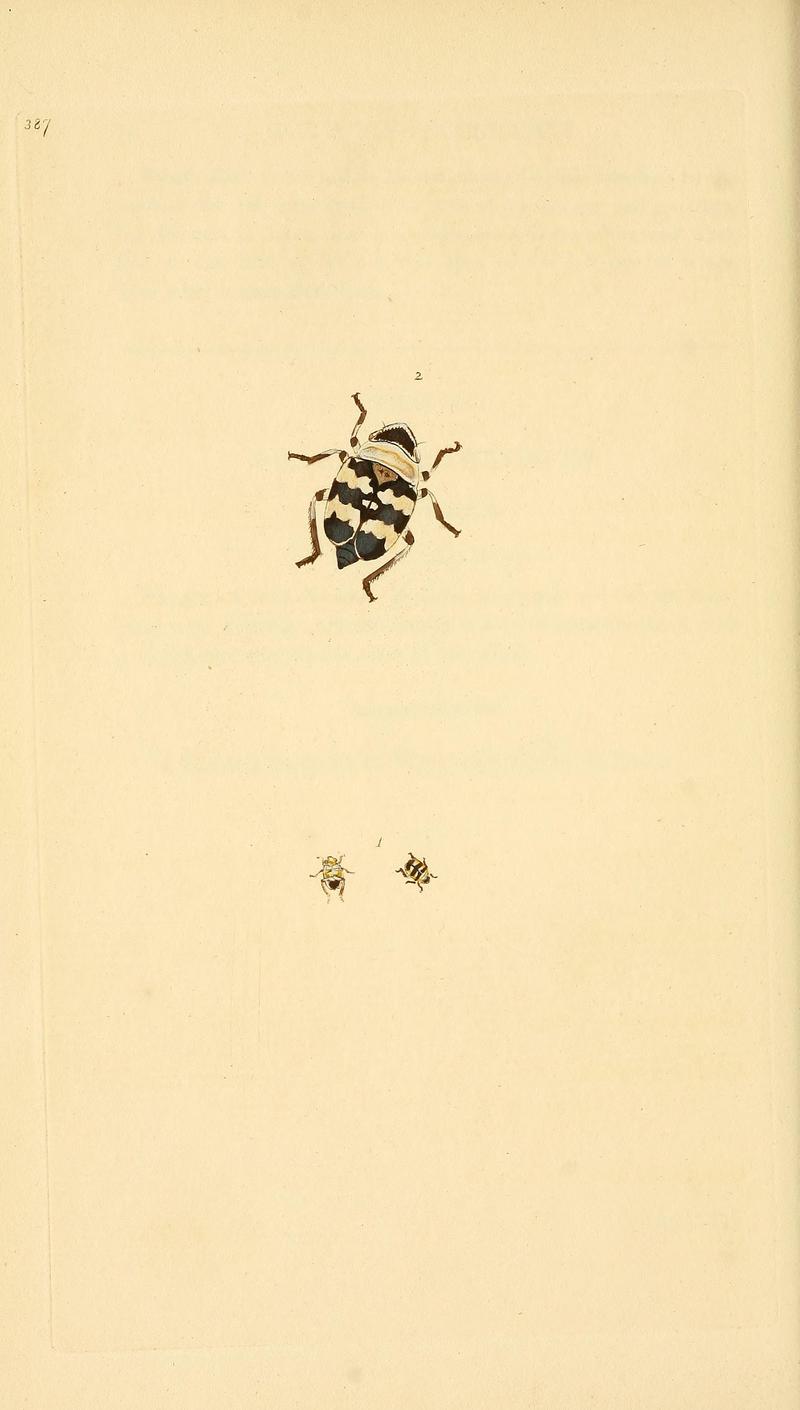 The natural history of British insects (Plate 387) BHL29954230