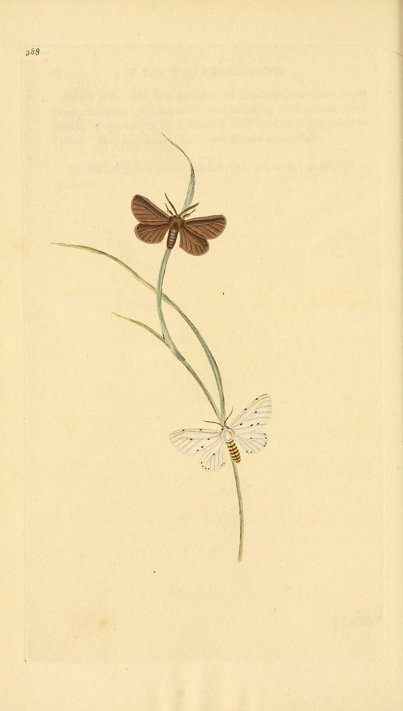 The natural history of British insects (Plate 388) BHL29954234