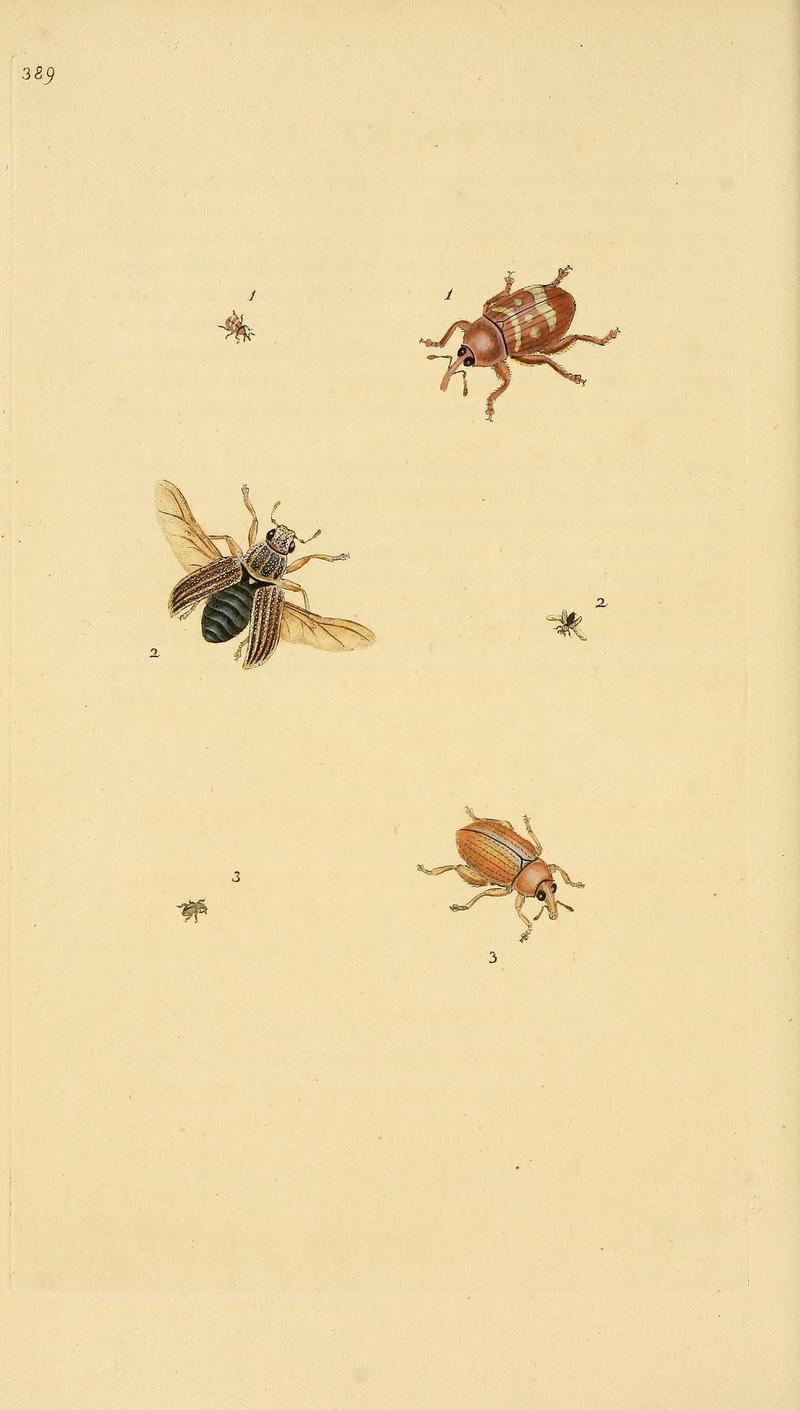 The natural history of British insects (Plate 389) BHL29954238
