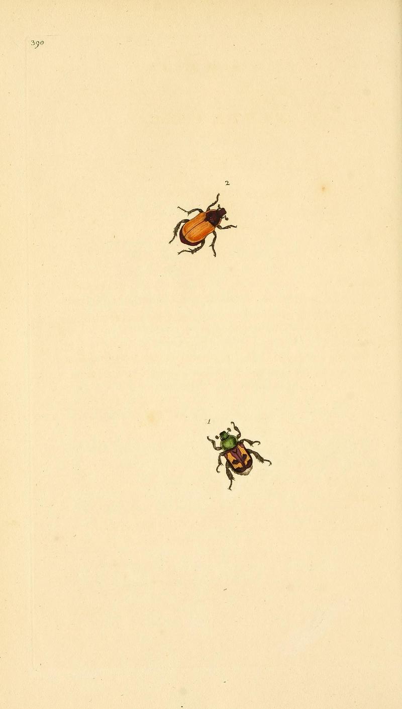 The natural history of British insects (Plate 390) BHL29954244