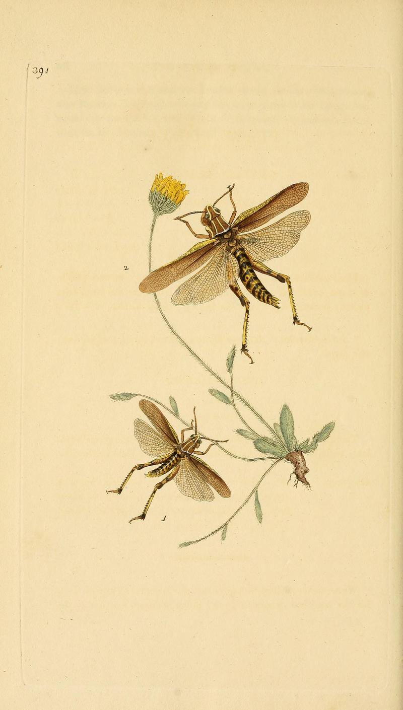 The natural history of British insects (Plate 391) BHL29954250