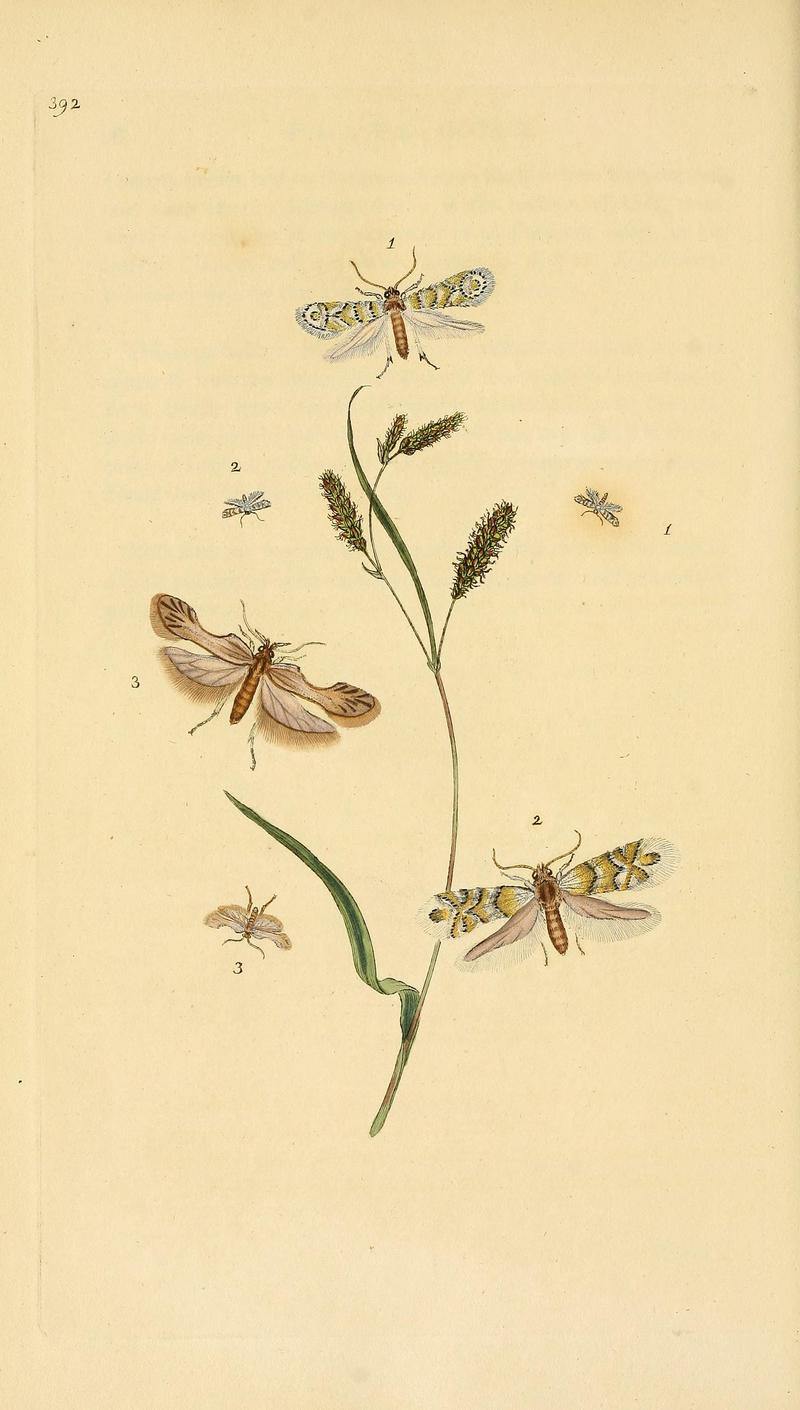 The natural history of British insects (Plate 392) BHL29954254