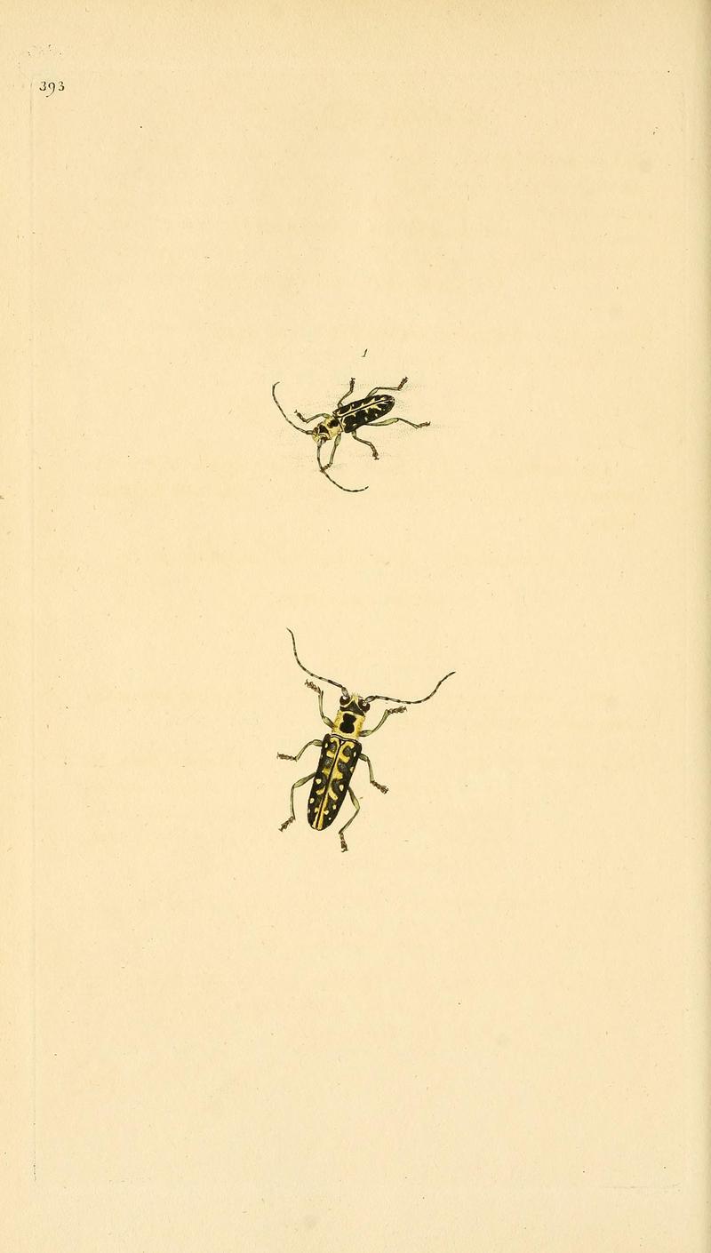 The natural history of British insects (Plate 393) BHL29954260