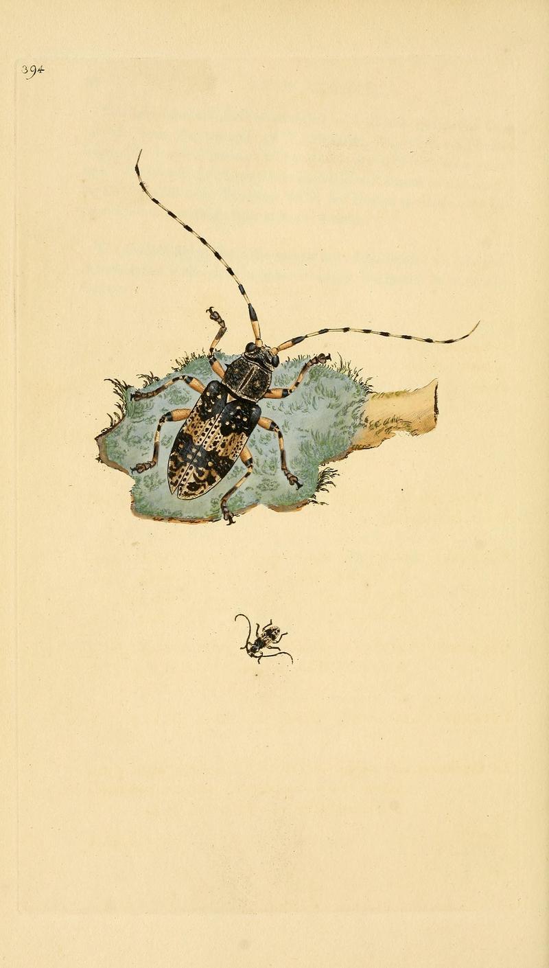 The natural history of British insects (Plate 394) BHL29954264