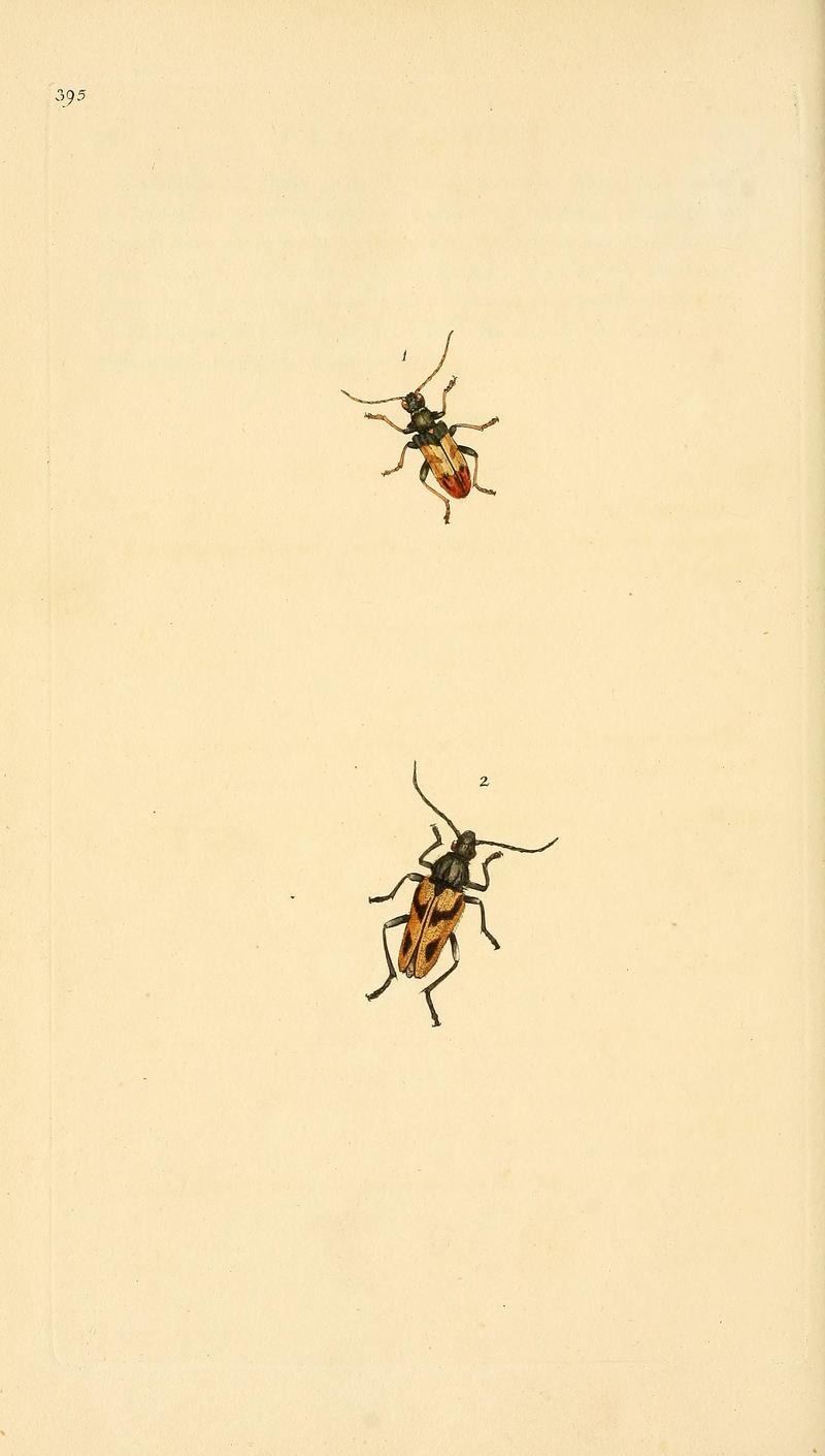The natural history of British insects (Plate 395) BHL29954268