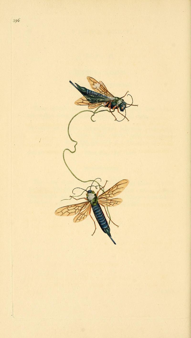 The natural history of British insects (Plate 396) BHL29954272