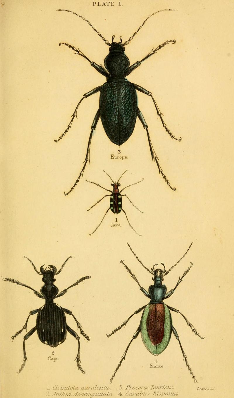 The natural history of beetles (Plate 1) (6008006723)