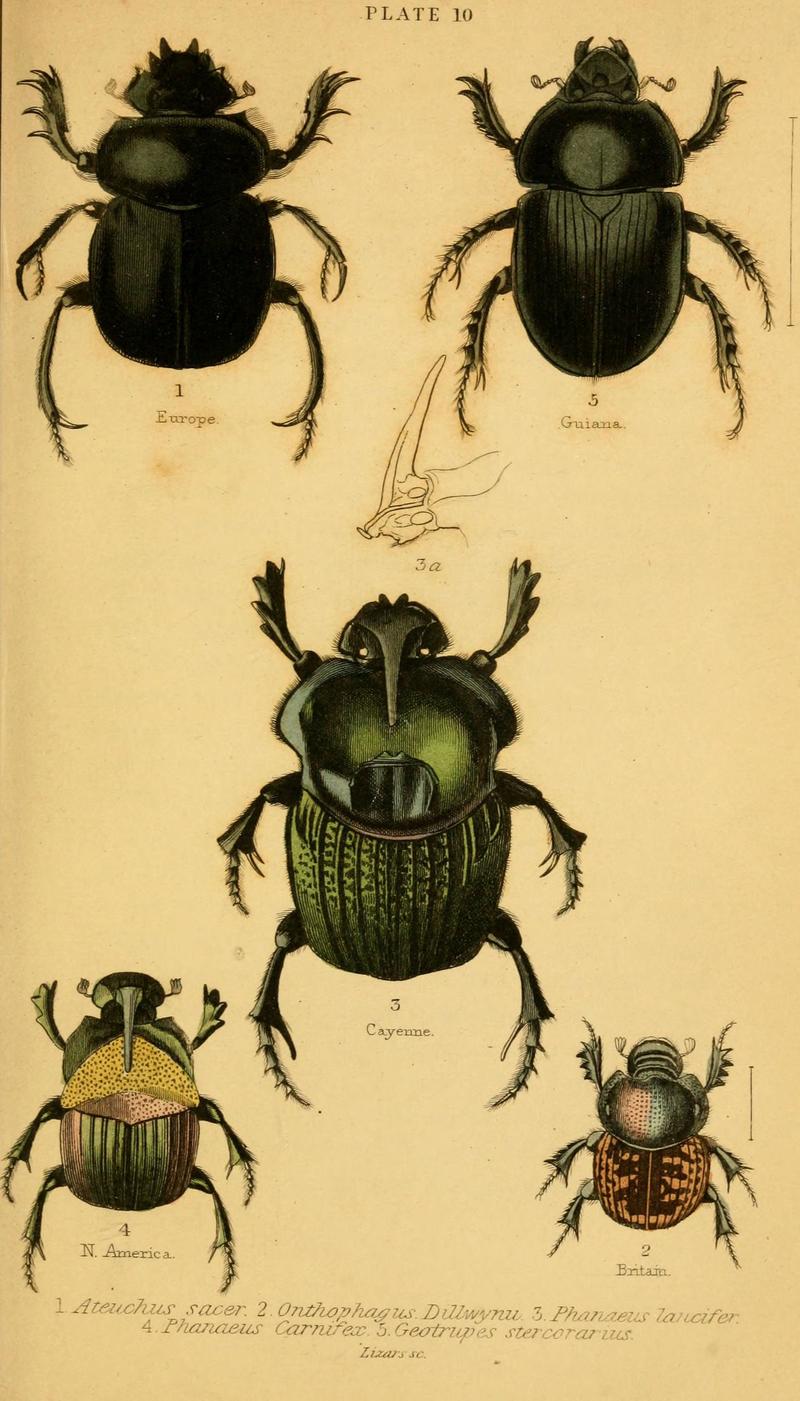 The natural history of beetles (Plate 10) (6008008209)