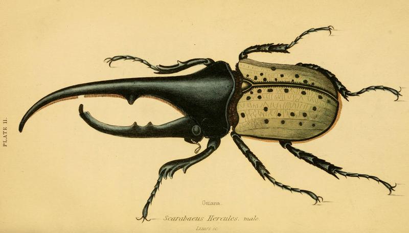 The natural history of beetles (Plate 11) (6008555660)