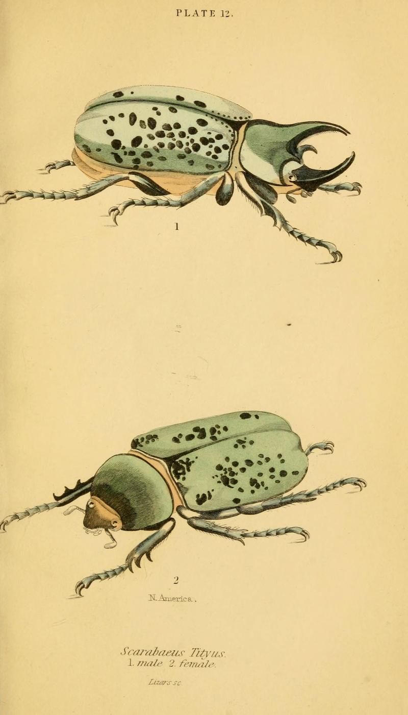 The natural history of beetles (Plate 12) (6008555806)