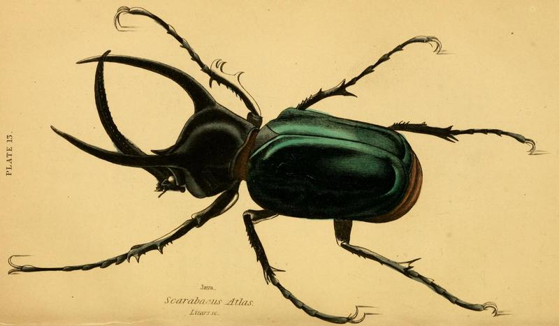 The natural history of beetles (Plate 13) (6008008741)