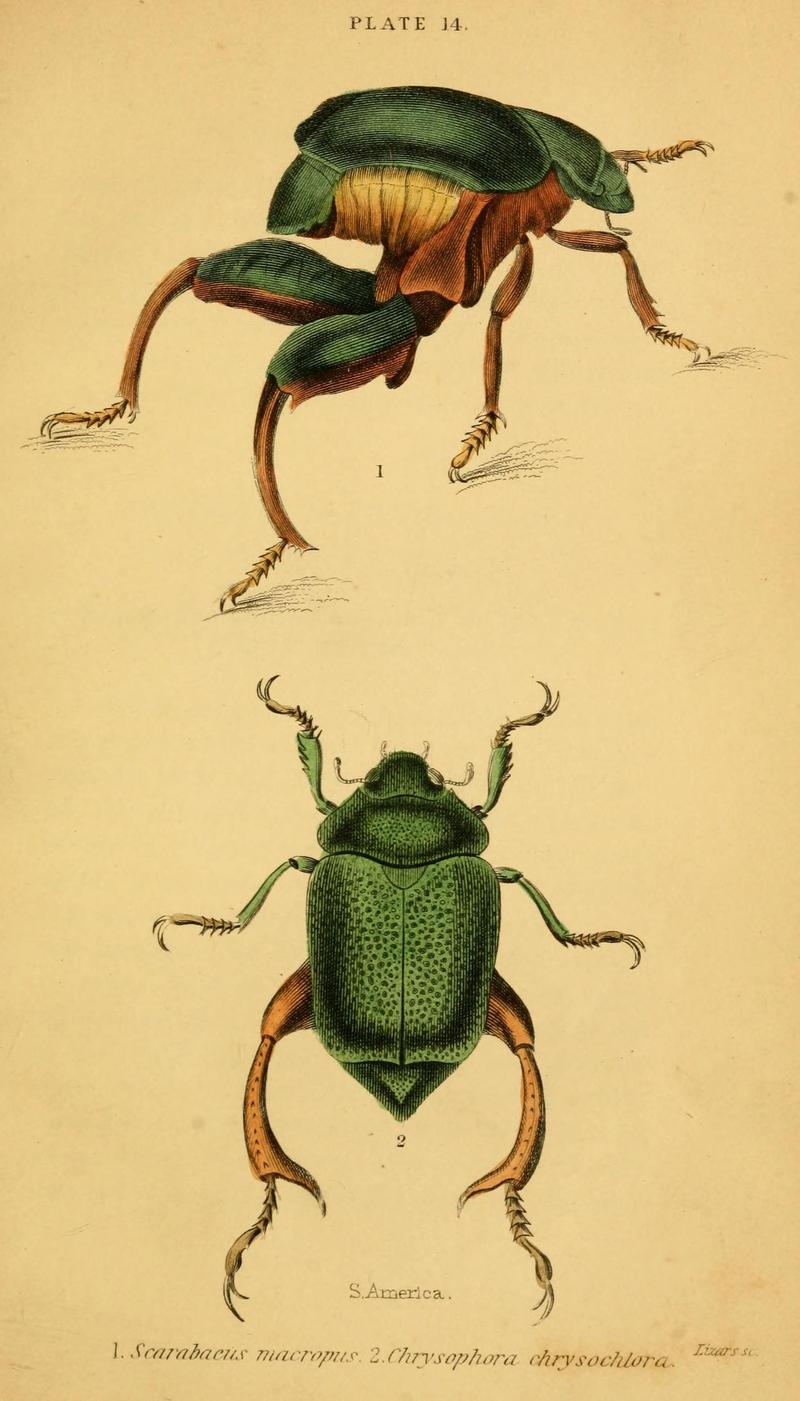 The natural history of beetles (Plate 14) (6008556142)