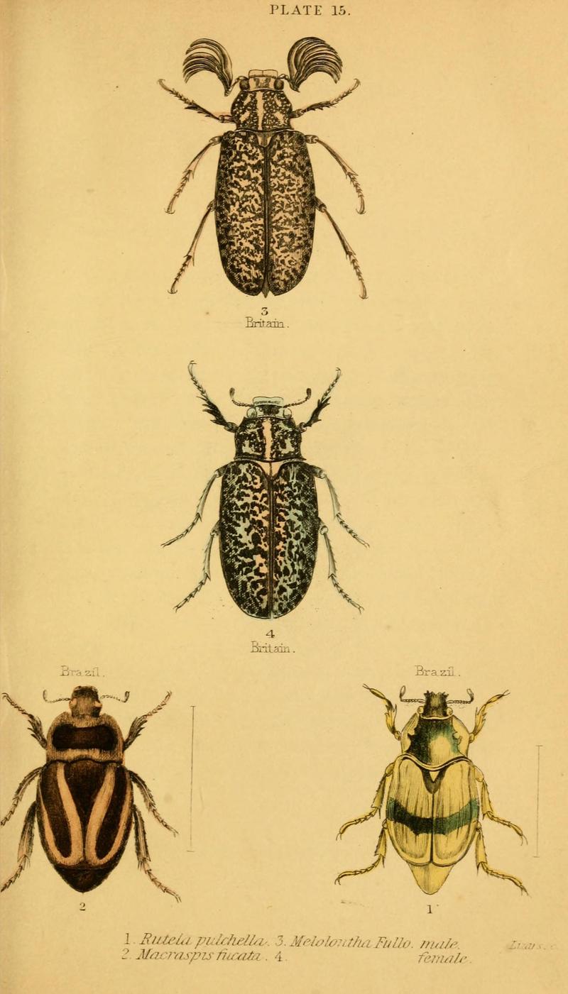 The natural history of beetles (Plate 15) (6008556272)