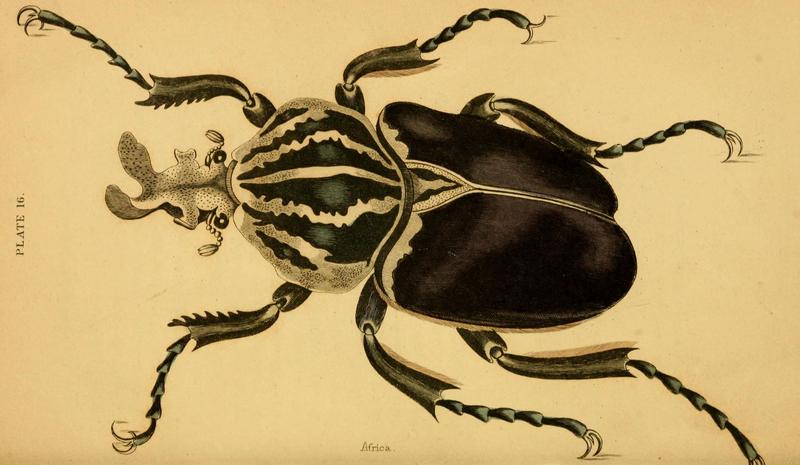 The natural history of beetles (Plate 16) (6008009187)