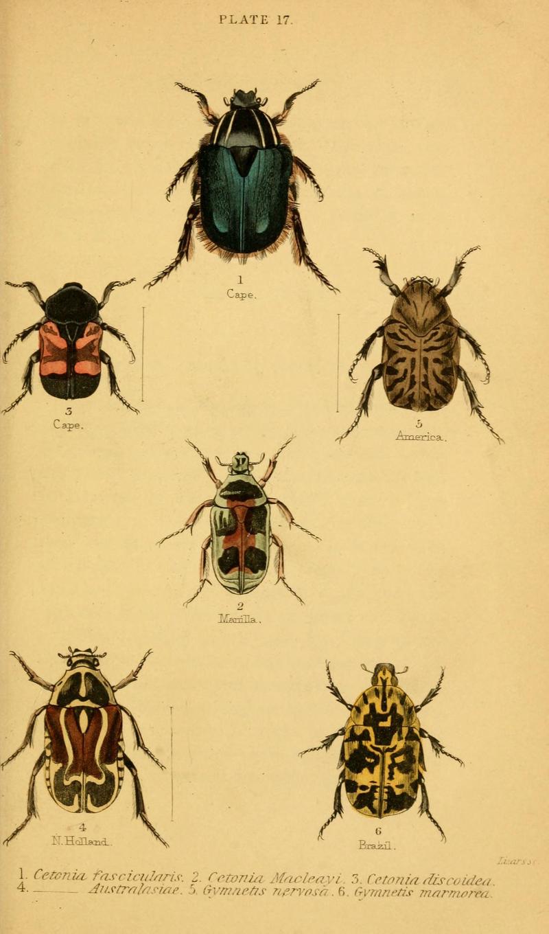 The natural history of beetles (Plate 17) (6008009333)