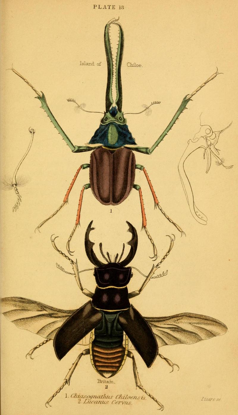 The natural history of beetles (Plate 18) (6008556668)