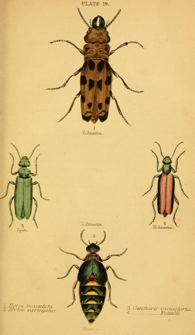 The natural history of beetles (Plate 19) (6008556810)