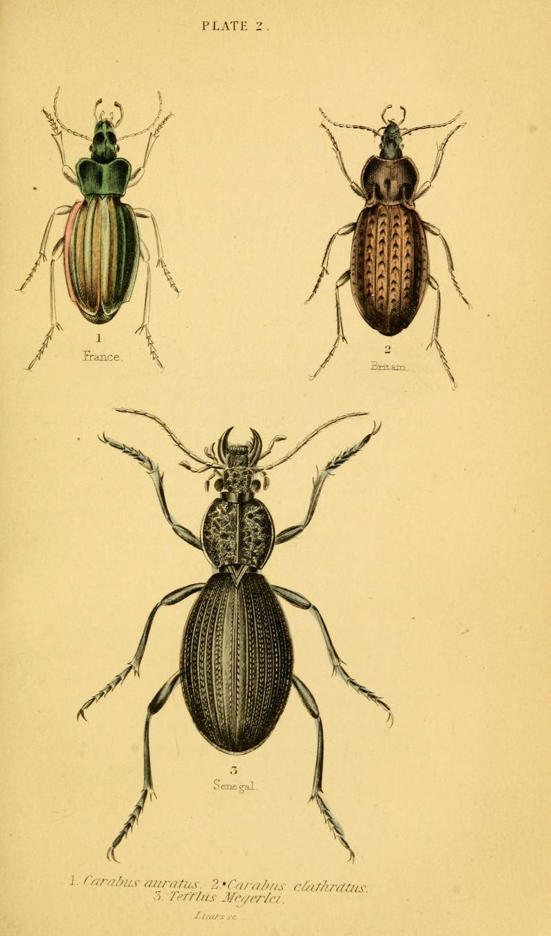 The natural history of beetles (Plate 2) (6008006931)