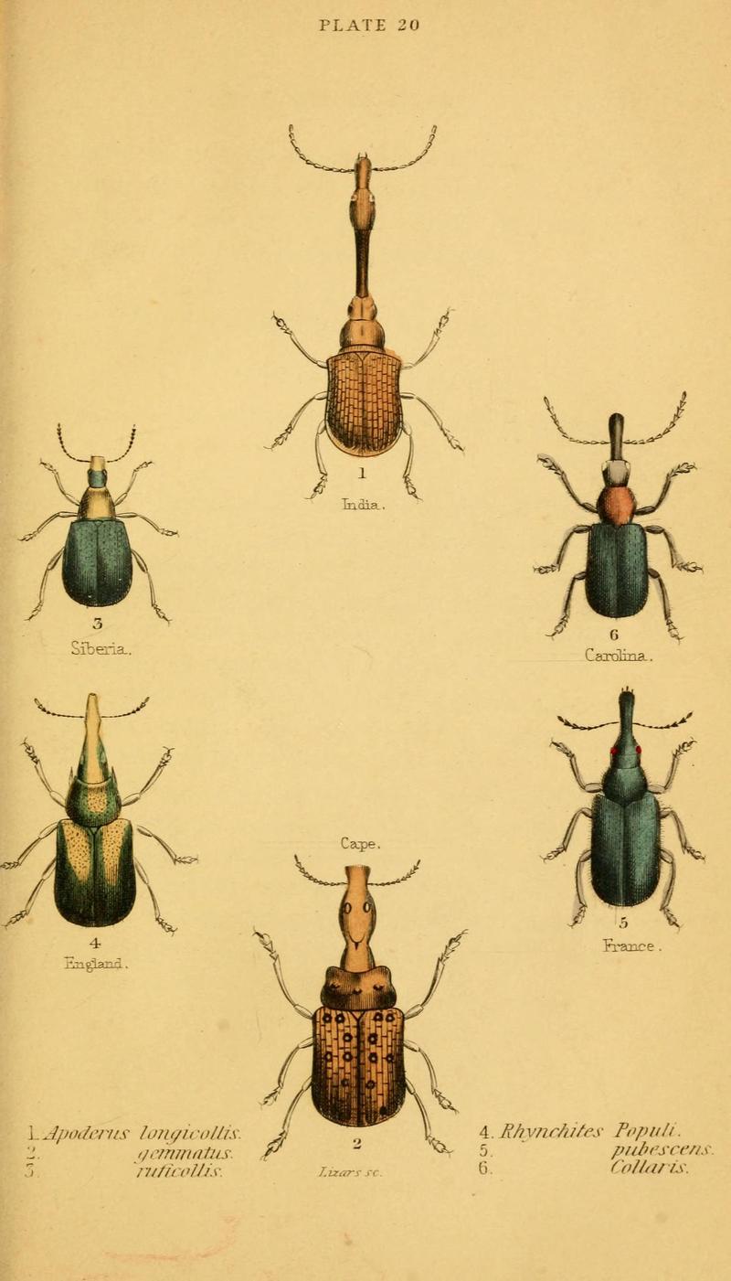 The natural history of beetles (Plate 20) (6008556976)