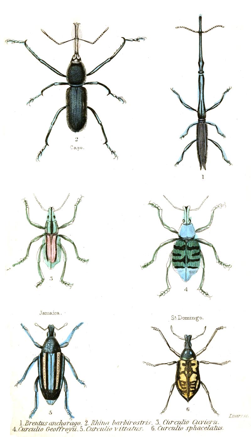 The natural history of beetles (Plate 21) (6008009921)