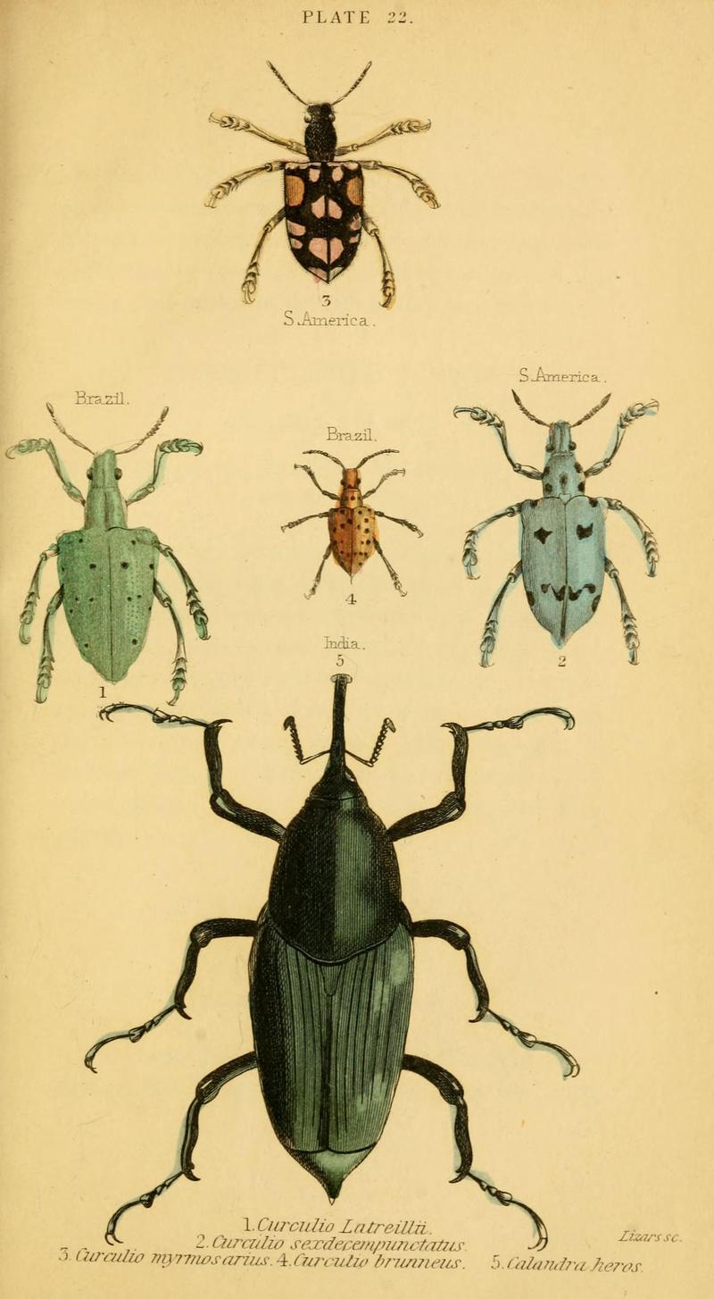 The natural history of beetles (Plate 22) (6008010041)