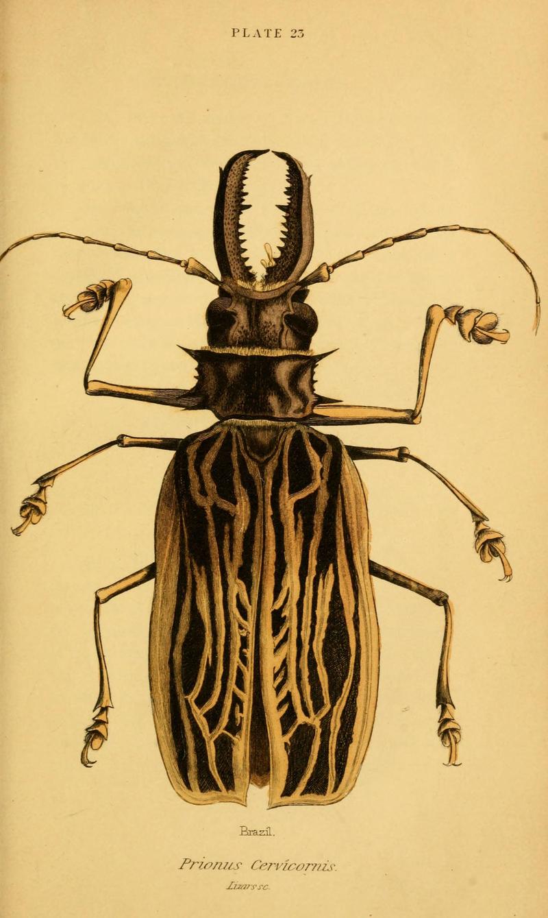 The natural history of beetles (Plate 23) (6008010479)