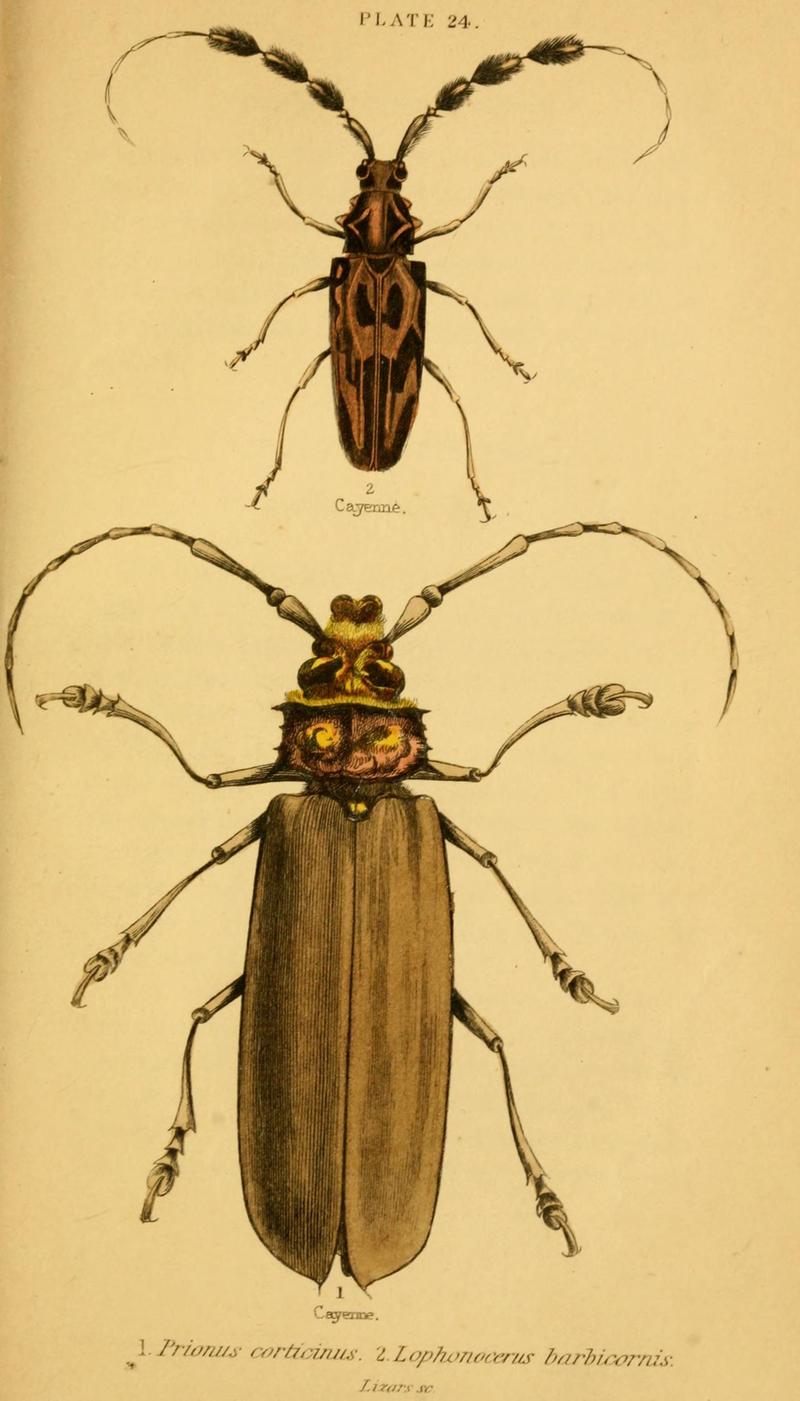 The natural history of beetles (Plate 24) (6008010621)