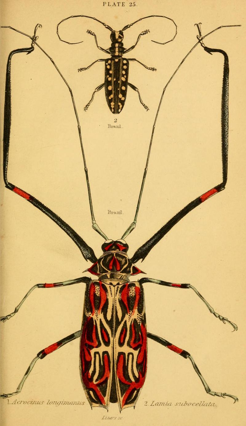 The natural history of beetles (Plate 25) (6008558080)