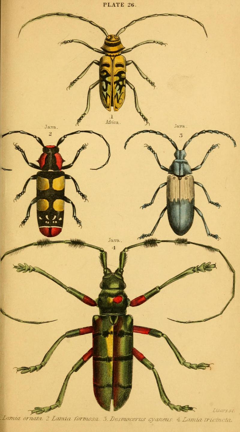 The natural history of beetles (Plate 26) (6008558248)