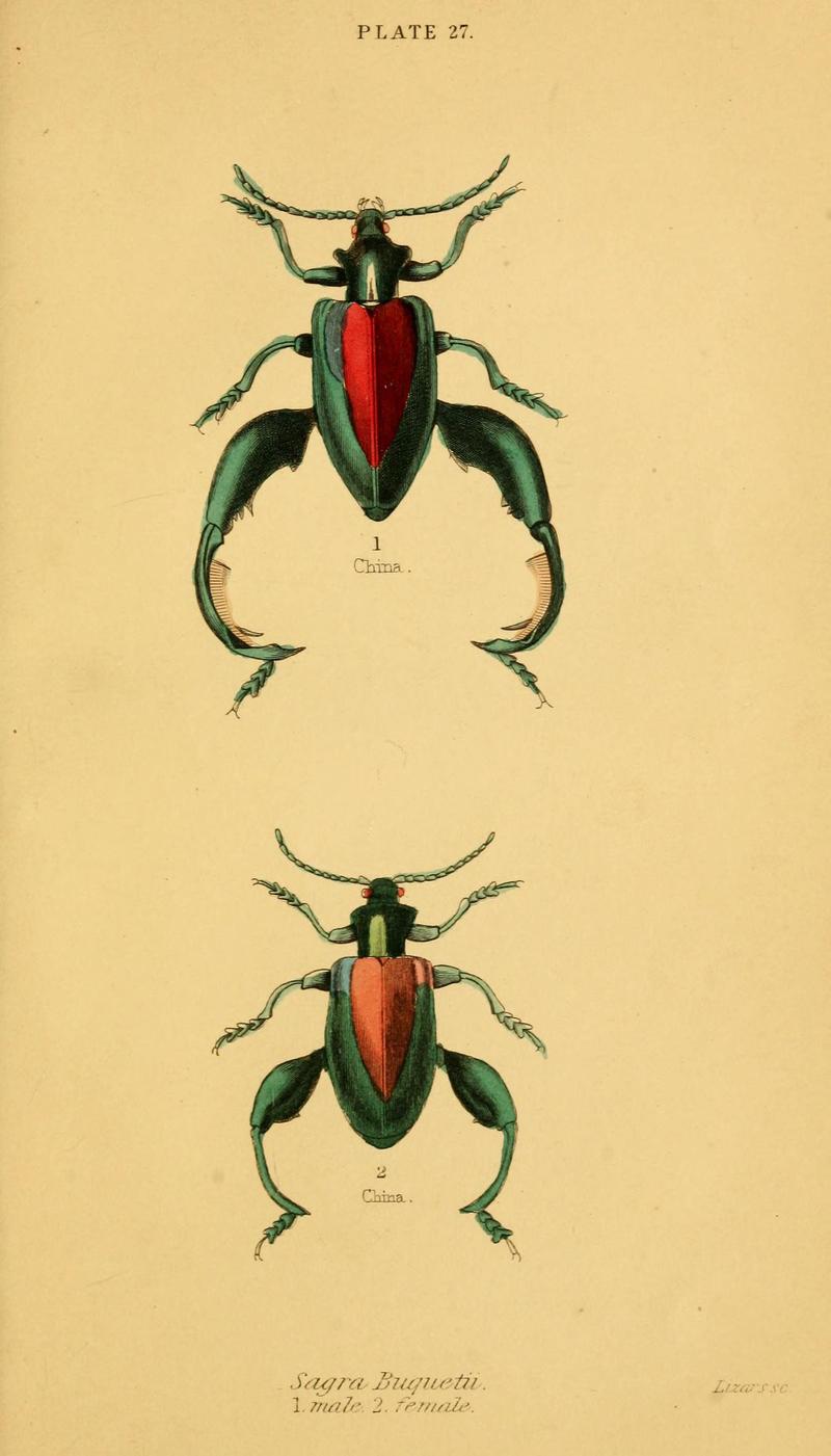 The natural history of beetles (Plate 27) (6008558432)