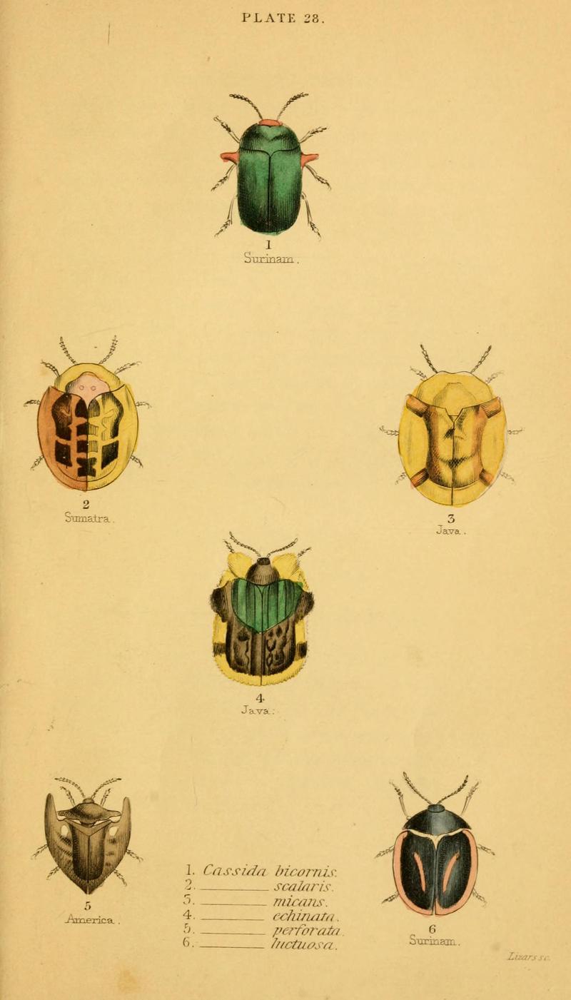 The natural history of beetles (Plate 28) (6008011357)